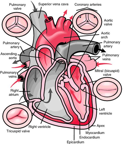tim và hệ tuần hoàn